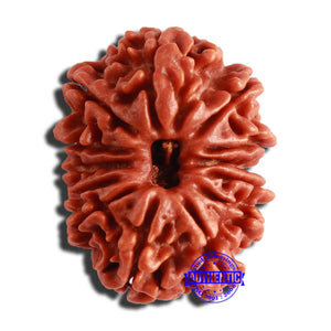 13 Mukhi Nepalese Rudraksha - Bead No. 302