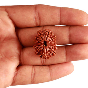 13 Mukhi Nepalese Rudraksha - Bead No. 302