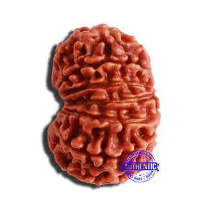 13 Mukhi Nepalese Rudraksha - Bead No. 302