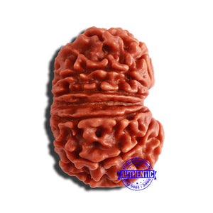 13 Mukhi Nepalese Rudraksha - Bead No. 302