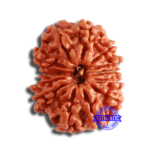 13 Mukhi Nepalese Rudraksha - Bead No. 352