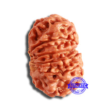 Load image into Gallery viewer, 13 Mukhi Nepalese Rudraksha - Bead No. 352
