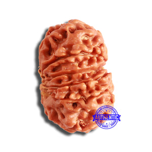 13 Mukhi Nepalese Rudraksha - Bead No. 352