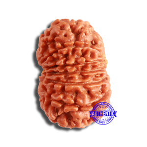 13 Mukhi Nepalese Rudraksha - Bead No. 352