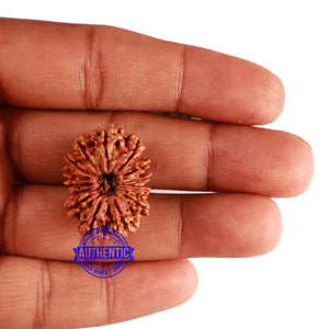 14 Mukhi Nepalese Rudraksha - Bead No. 233