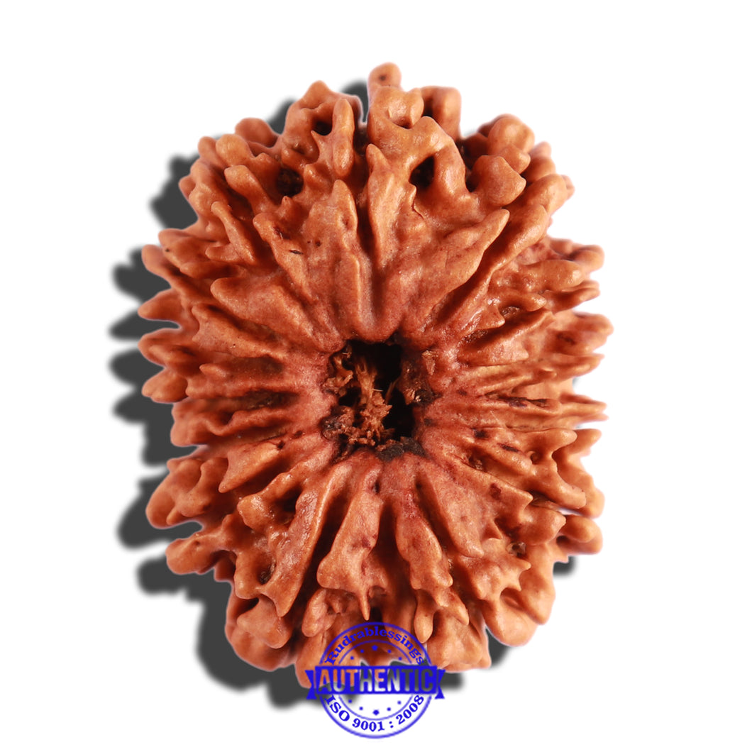 14 Mukhi Nepalese Rudraksha - Bead No. 233