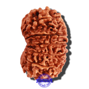 14 Mukhi Nepalese Rudraksha - Bead No. 233