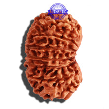 Load image into Gallery viewer, 14 Mukhi Nepalese Rudraksha - Bead No. 233
