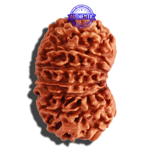 14 Mukhi Nepalese Rudraksha - Bead No. 233