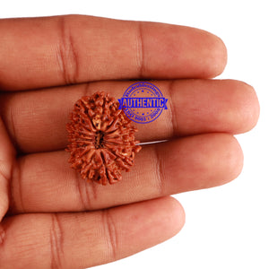 14 Mukhi Nepalese Rudraksha - Bead No. 250