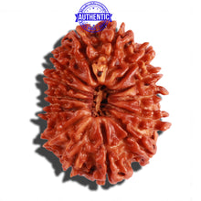 Load image into Gallery viewer, 14 Mukhi Nepalese Rudraksha - Bead No. 250
