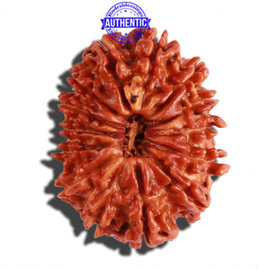 14 Mukhi Nepalese Rudraksha - Bead No. 250