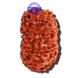 14 Mukhi Nepalese Rudraksha - Bead No. 250