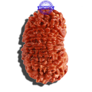 14 Mukhi Nepalese Rudraksha - Bead No. 250