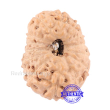 Load image into Gallery viewer, 14 mukhi Indonesian Rudraksha -  Bead No. 125
