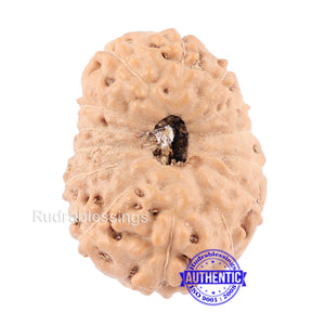 14 mukhi Indonesian Rudraksha -  Bead No. 125