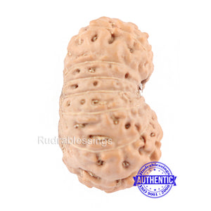 14 mukhi Indonesian Rudraksha -  Bead No. 125