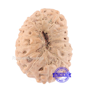 14 mukhi Indonesian Rudraksha -  Bead No. 125