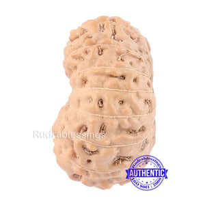 14 mukhi Indonesian Rudraksha -  Bead No. 125