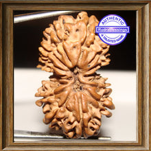 Load image into Gallery viewer, 14 Mukhi Gaurishankar Rudraksha from Nepal
