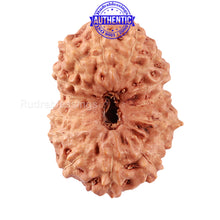 Load image into Gallery viewer, 14 mukhi Indonesian Rudraksha -  Bead No. 160
