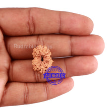 Load image into Gallery viewer, 14 mukhi Indonesian Rudraksha -  Bead No. 160
