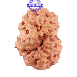 14 mukhi Indonesian Rudraksha -  Bead No. 160