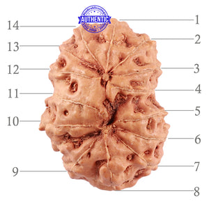 14 mukhi Indonesian Rudraksha -  Bead No. 160