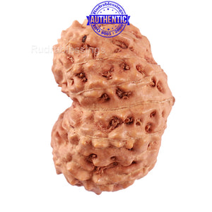 14 mukhi Indonesian Rudraksha -  Bead No. 160