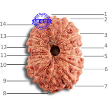 Load image into Gallery viewer, 14 mukhi Indonesian Rudraksha -  Bead No. 288
