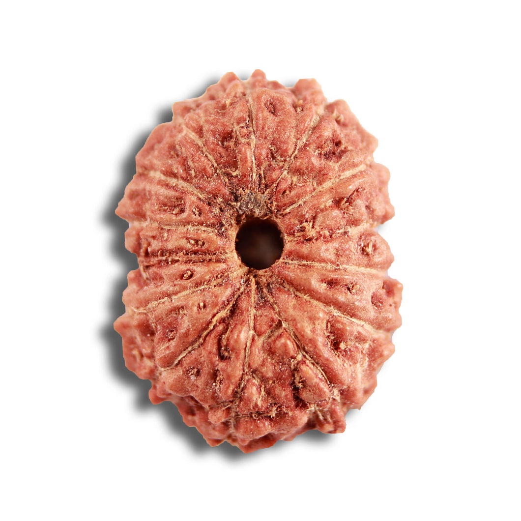 14 mukhi Indonesian Rudraksha -  Bead No. 288