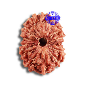 14 mukhi Indonesian Rudraksha -  Bead No. 288