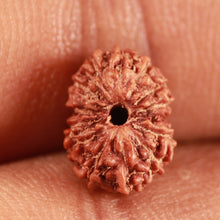 Load image into Gallery viewer, 14 mukhi Indonesian Rudraksha -  Bead No. 288
