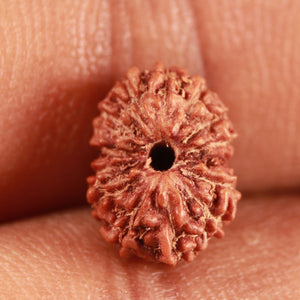 14 mukhi Indonesian Rudraksha -  Bead No. 288