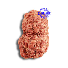 Load image into Gallery viewer, 14 mukhi Indonesian Rudraksha -  Bead No. 288
