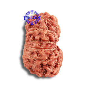 14 mukhi Indonesian Rudraksha -  Bead No. 288