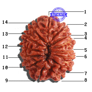 14 Mukhi Nepalese Rudraksha - Bead No. 282