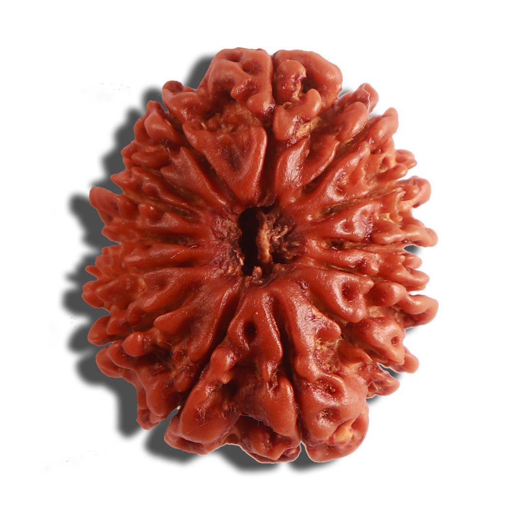 14 Mukhi Nepalese Rudraksha - Bead No. 282