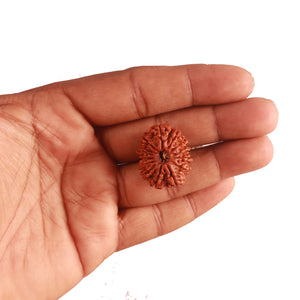 14 Mukhi Nepalese Rudraksha - Bead No. 282