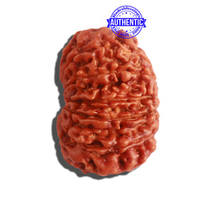 14 Mukhi Nepalese Rudraksha - Bead No. 282