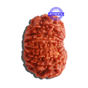 14 Mukhi Nepalese Rudraksha - Bead No. 282