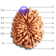 Load image into Gallery viewer, 14 Mukhi Nepalese Rudraksha - Bead No. 326
