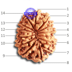 14 Mukhi Nepalese Rudraksha - Bead No. 326