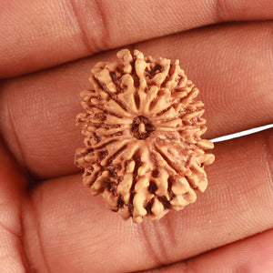 14 Mukhi Nepalese Rudraksha - Bead No. 326