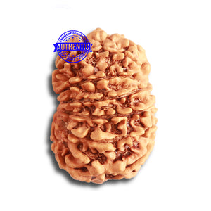 14 Mukhi Nepalese Rudraksha - Bead No. 326