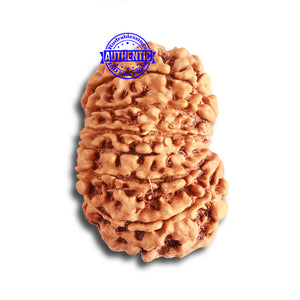 14 Mukhi Nepalese Rudraksha - Bead No. 326