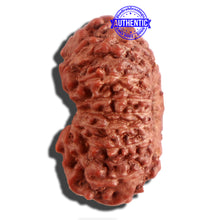 Load image into Gallery viewer, 16 Mukhi Rudraksha from Indonesia - Bead No 227
