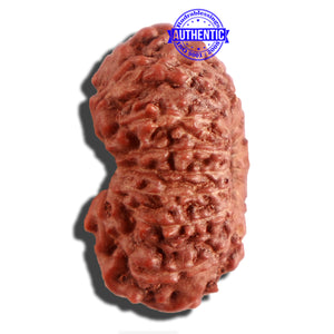 16 Mukhi Rudraksha from Indonesia - Bead No 227