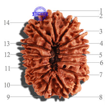 Load image into Gallery viewer, 14 Mukhi Nepalese Rudraksha - Bead No. 233
