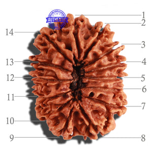 14 Mukhi Nepalese Rudraksha - Bead No. 233